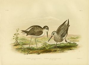 マーシュサンドパイパー、1891年 作： Gracius Broinowski